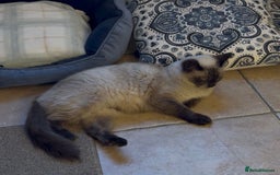 Ragdoll cats for sale: Ragdoll Kittens - Advert 2