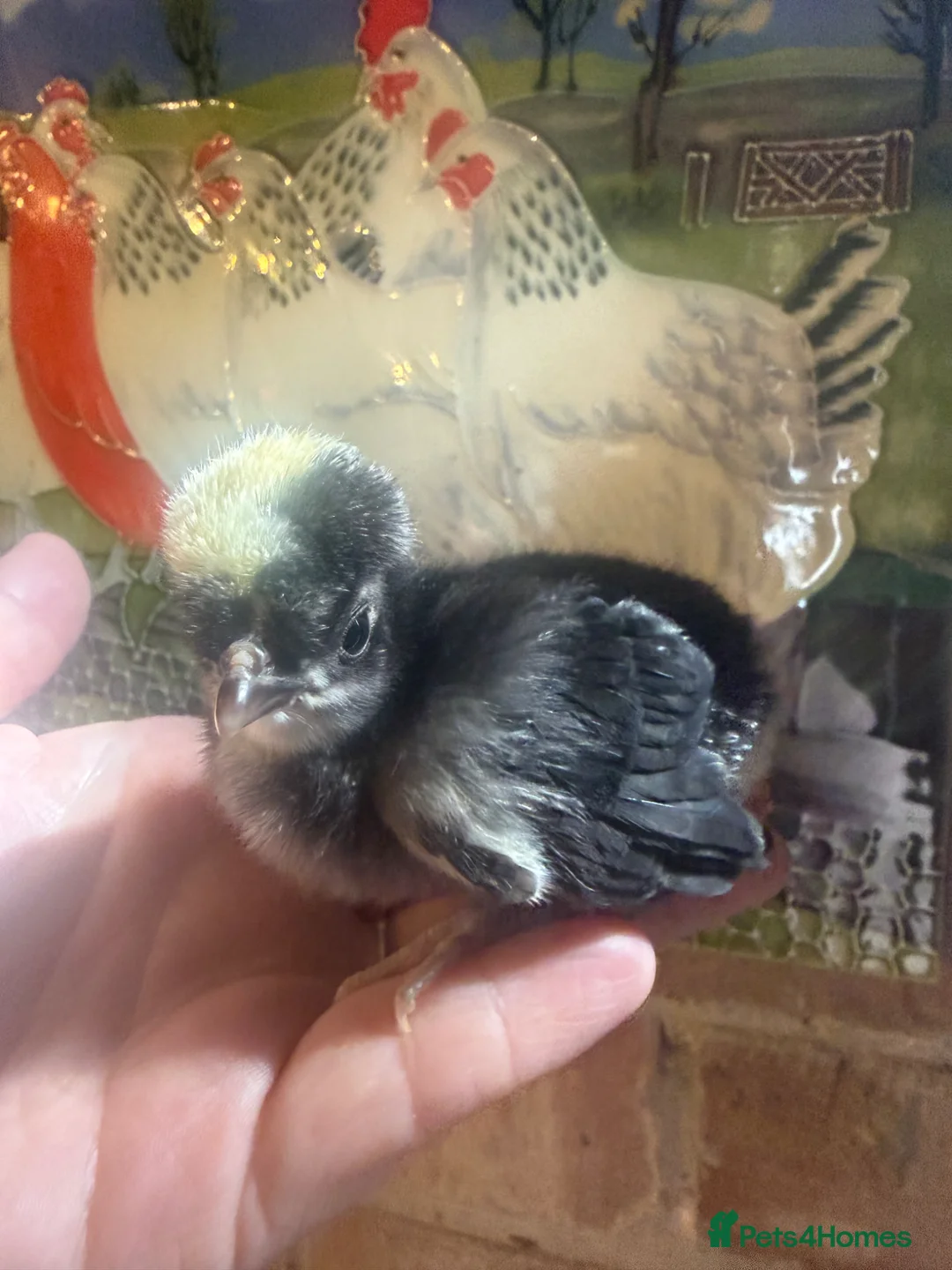 Chickens poultry for sale: Polish chicks WC black Polish & frizzle  - Advert 1