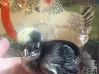 Chickens poultry Polish chicks WC black Polish & frizzle - Advert 1