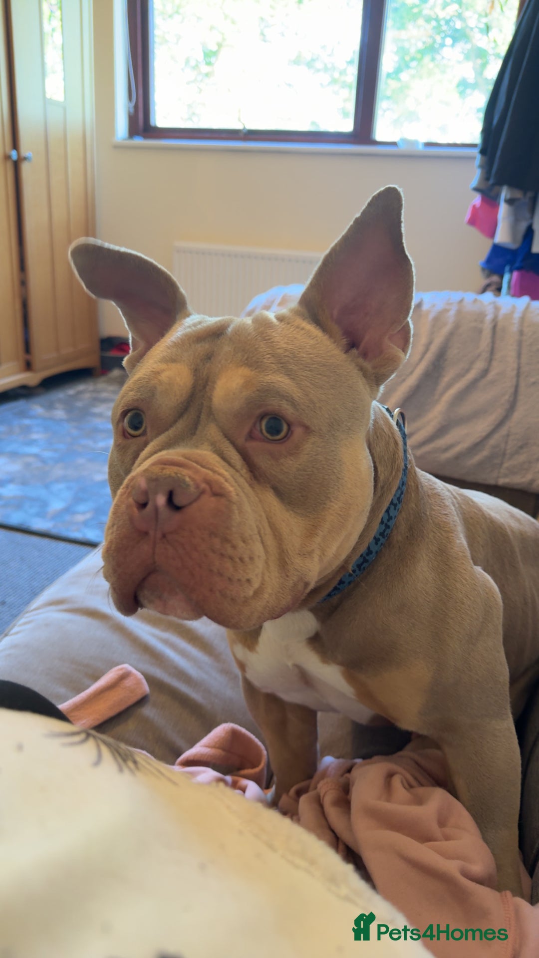 Mixed Breed dogs for sale: Male American bulldog pocket  - Advert 6