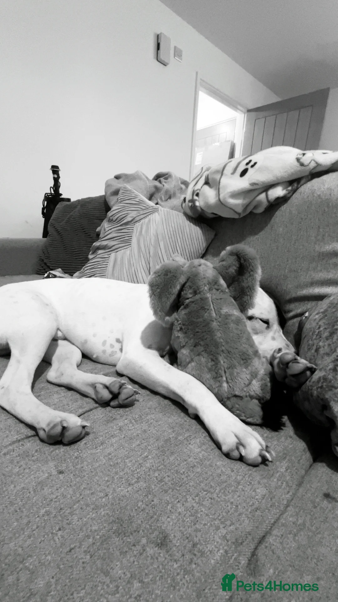 Mixed Breed dogs for sale: Staff x American bulldog - Advert 3