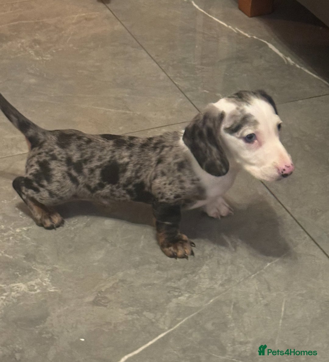 Miniature Dachshund dogs for sale: One adorable piebald male dachshund ready to go  - Advert 7