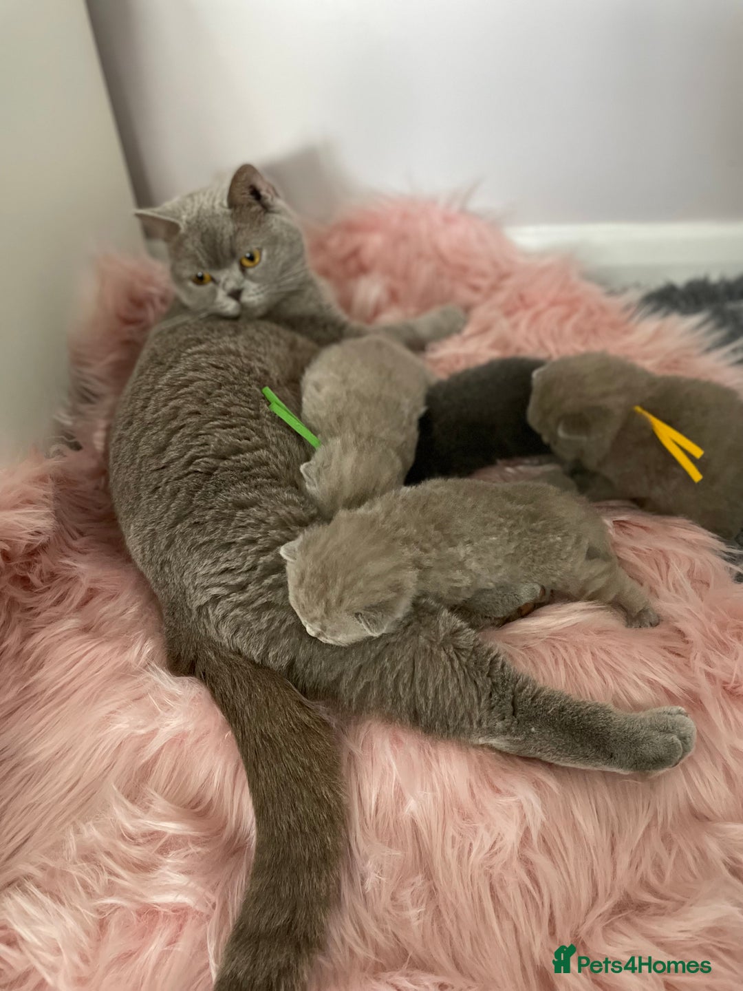 British Shorthair cats for sale: 💗🩵 GCCF LILAC. FEMALE KITTENS READY FEB  - Advert 2