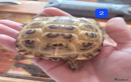 Tortoise reptiles for sale: Horsfield tortoises - Image 5
