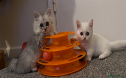 Munchkin cats for sale: A very SPECIAL litter of Munchkins Kittens  - Image 10