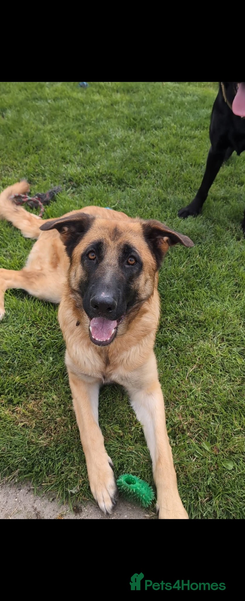 German Shepherd dogs 2 year old female German Shepherd  - Advert 1