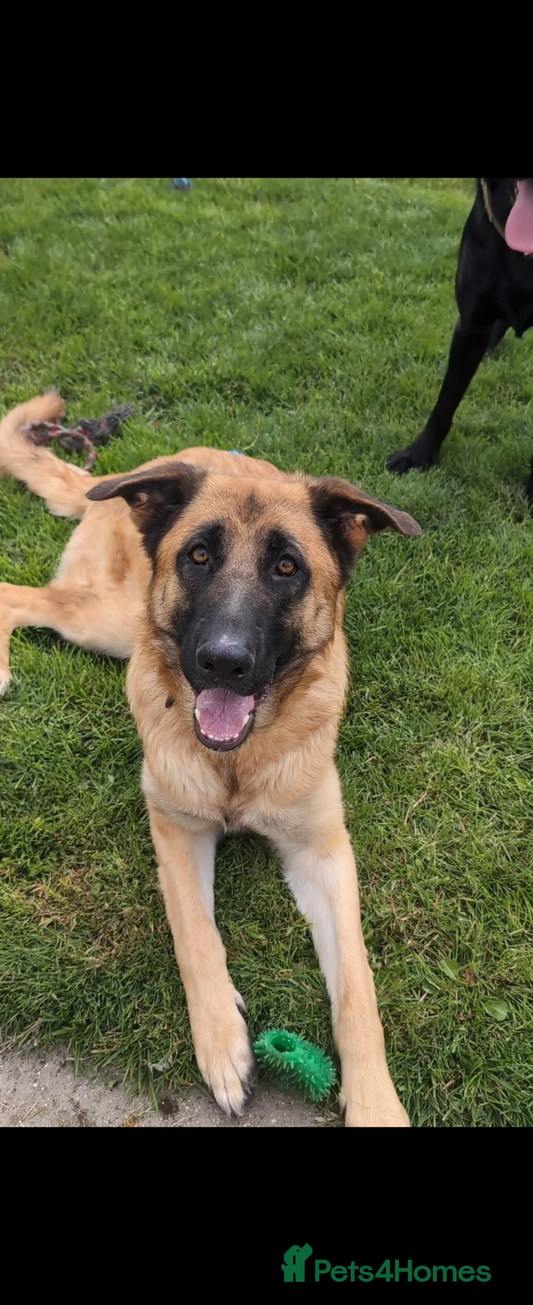 German Shepherd dogs for sale: 2 year old female German Shepherd  in Withernsea - Advert 1