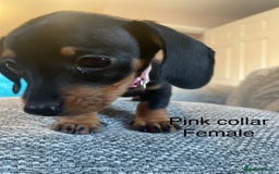 Dachshund dogs for sale: *** 4 puppies ready to go **  - Image 7