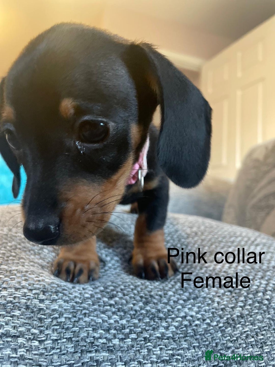 Dachshund dogs for sale: *** 4 puppies ready to go **  - Image 7