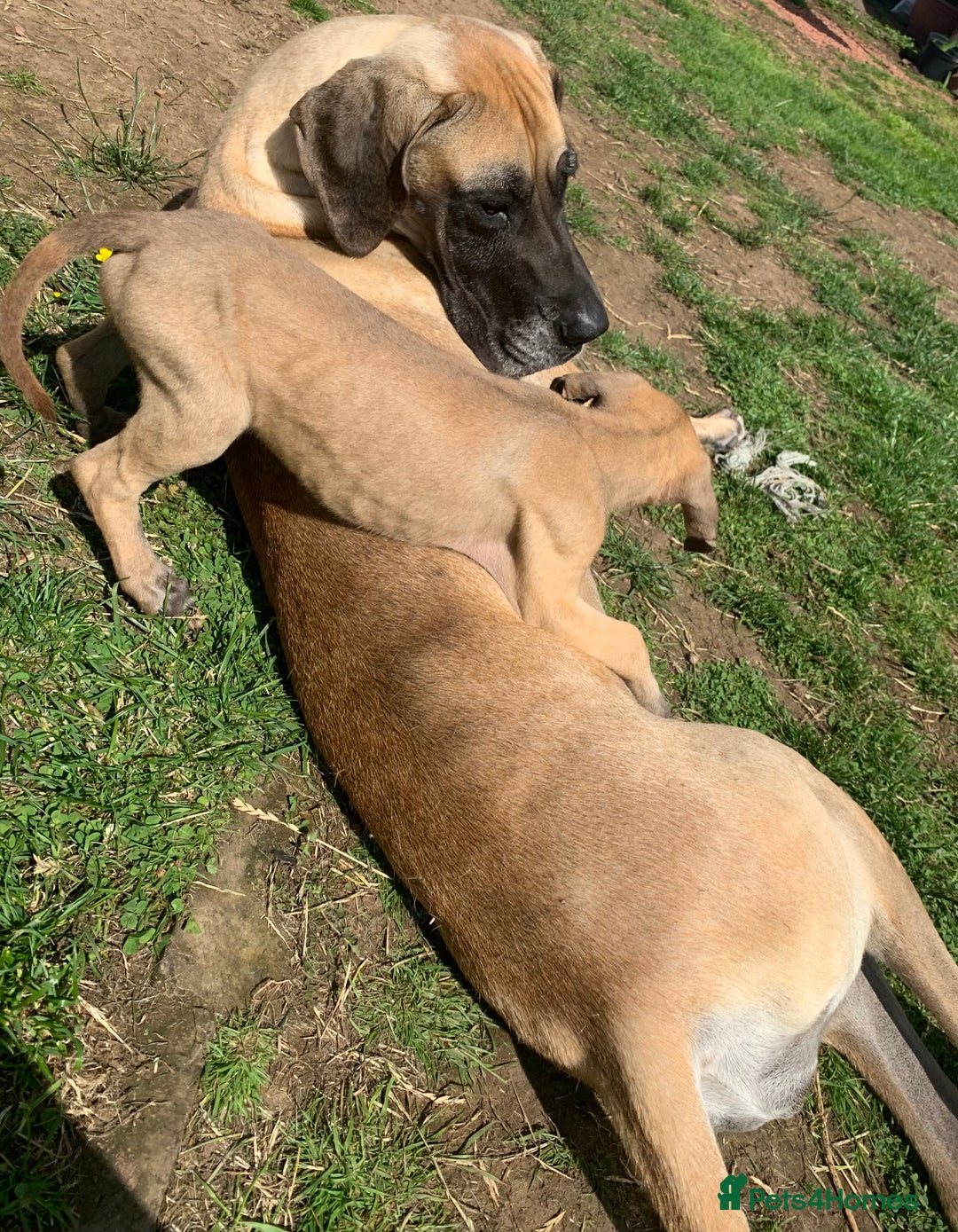 Great Dane dogs for sale: Only 3 left - Pedigree Great Dane Puppies in Dumfries - Image 10