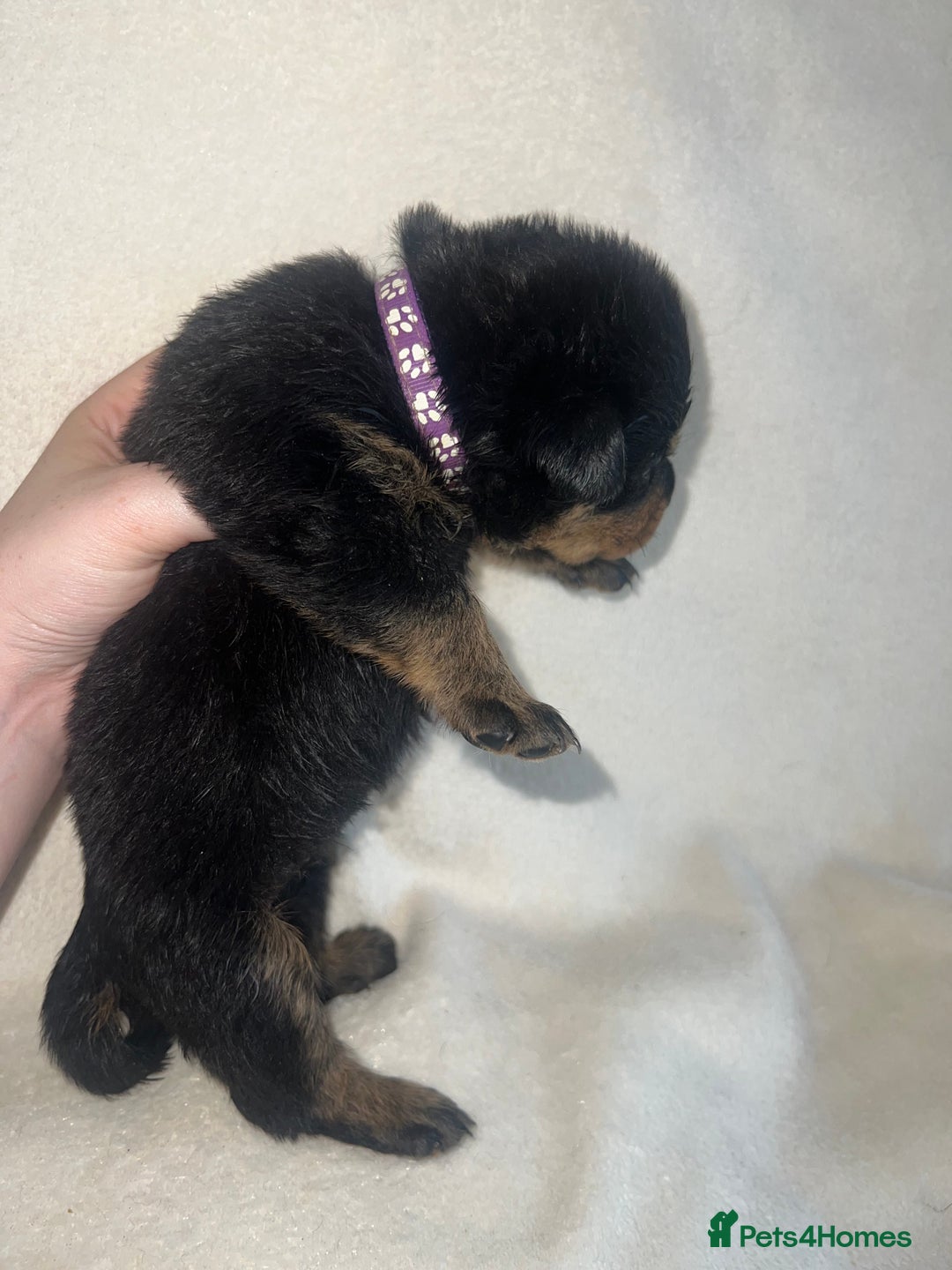 Rottweiler dogs for sale: Stunning Rottweiler puppies  - Image 20