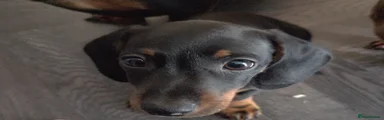 Miniature Dachshund Puppy 6