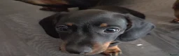 Miniature Dachshund dogs for sale: Miniature Dachshund puppies  - Advert 17