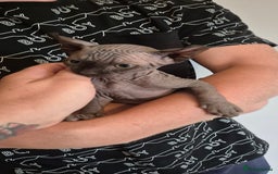 Sphynx cats for sale: Silver elf and black little babies - Image 2