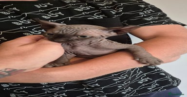 Sphynx cats - Advert 4