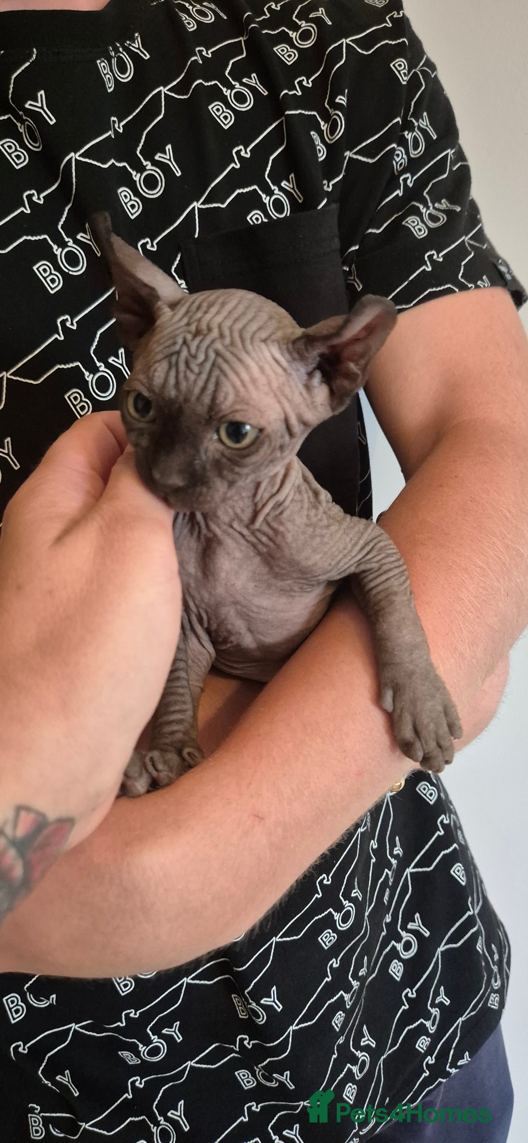 Sphynx cats for sale: Silver elf and black little babies - Image 2