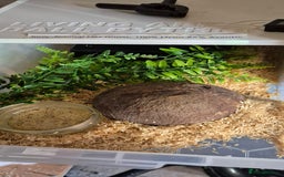 Snake reptiles for sale: Pair of hognose snakes cb23 - Image 5
