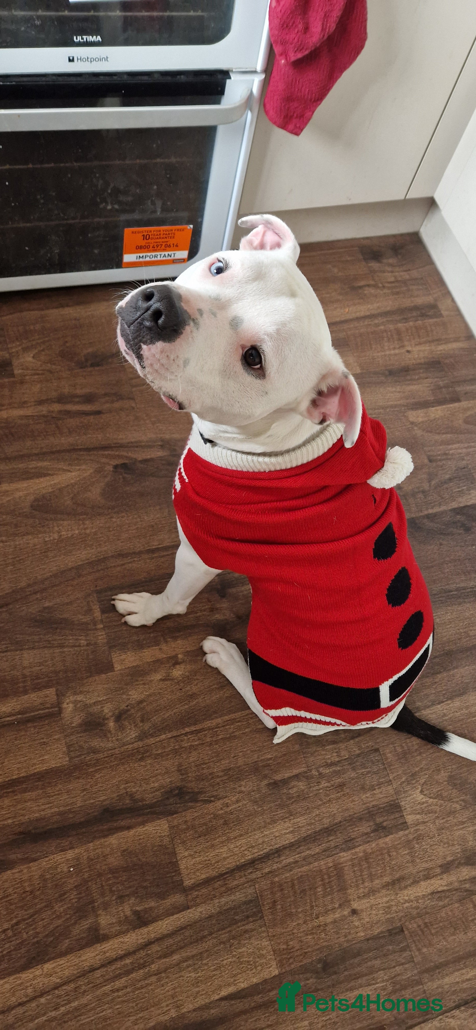 Mixed Breed dogs Bronson looking for a new home - Advert 2