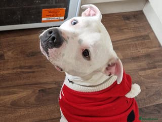 Mixed Breed dogs Bronson looking for a new home - Advert 2