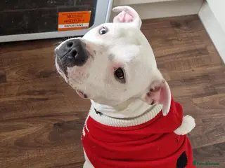 Mixed Breed dogs Bronson looking for a new home - Advert 8