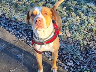 Staffordshire Bull Terrier dogs Mortimer - Advert 10