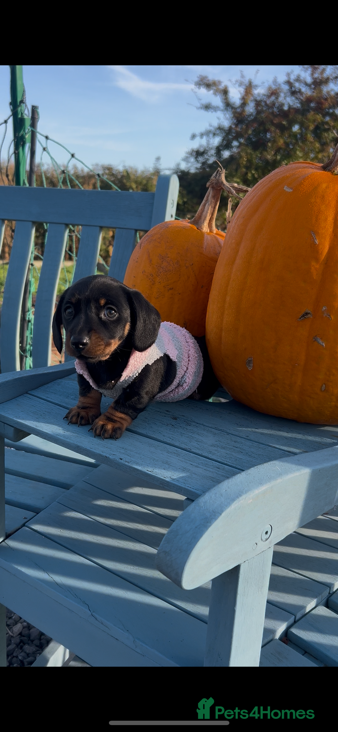 Miniature Dachshund dogs for sale: Miniature dachshund  - Image 6