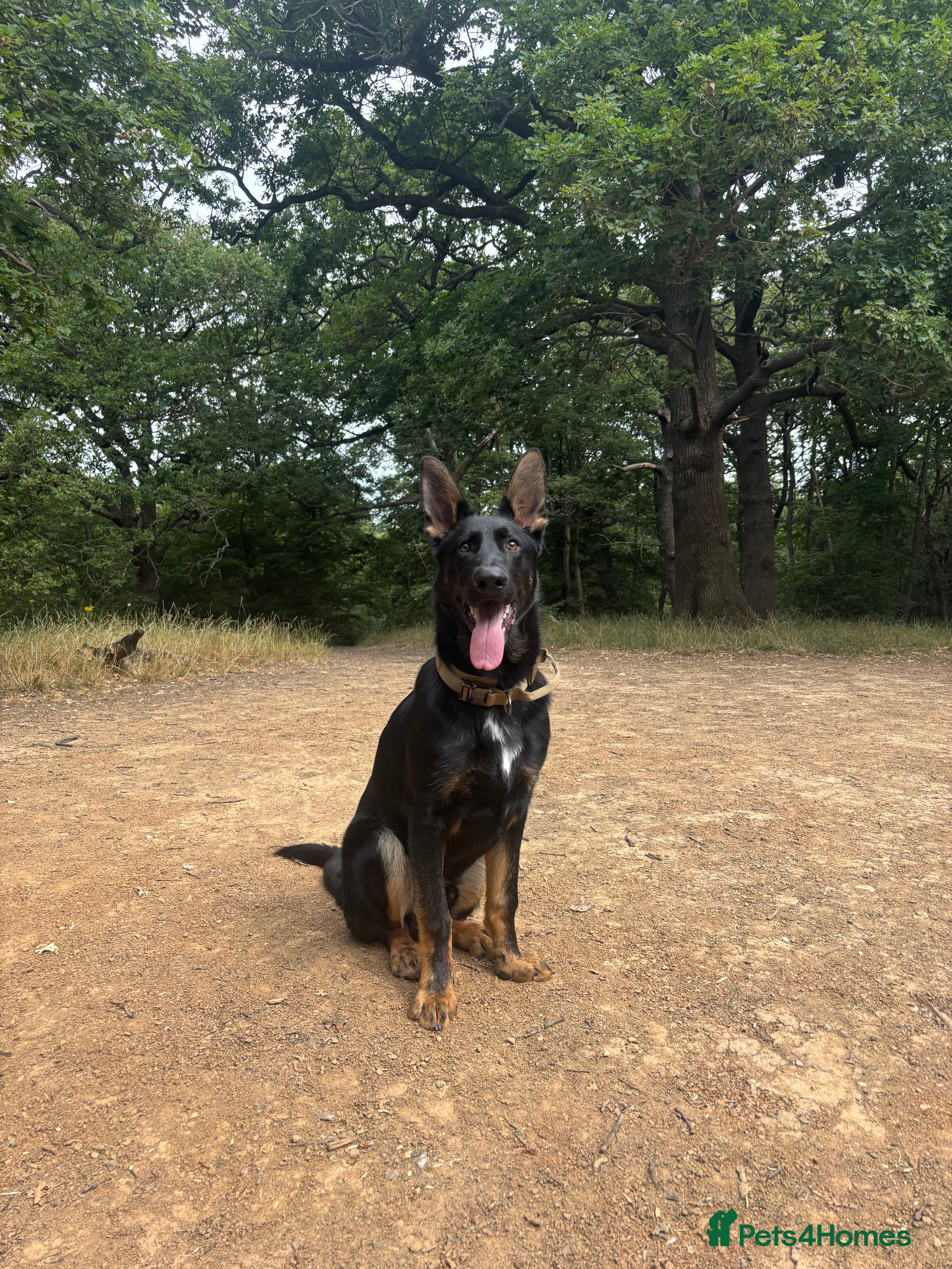 German Shepherd dogs Working line German shepherd GSD - Advert 13