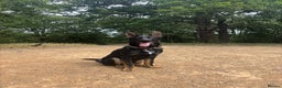German Shepherd dogs for sale: Working line German shepherd GSD - Advert 1