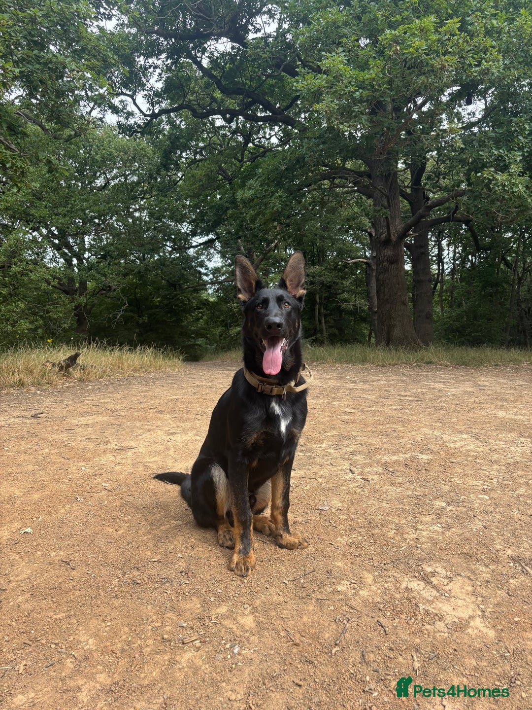 German Shepherd dogs for sale: Working line German shepherd GSD - Advert 1