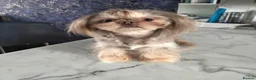 Shih Tzu dogs for sale: KC Registered Imperial Shih Tzus in Motherwell - Advert 12