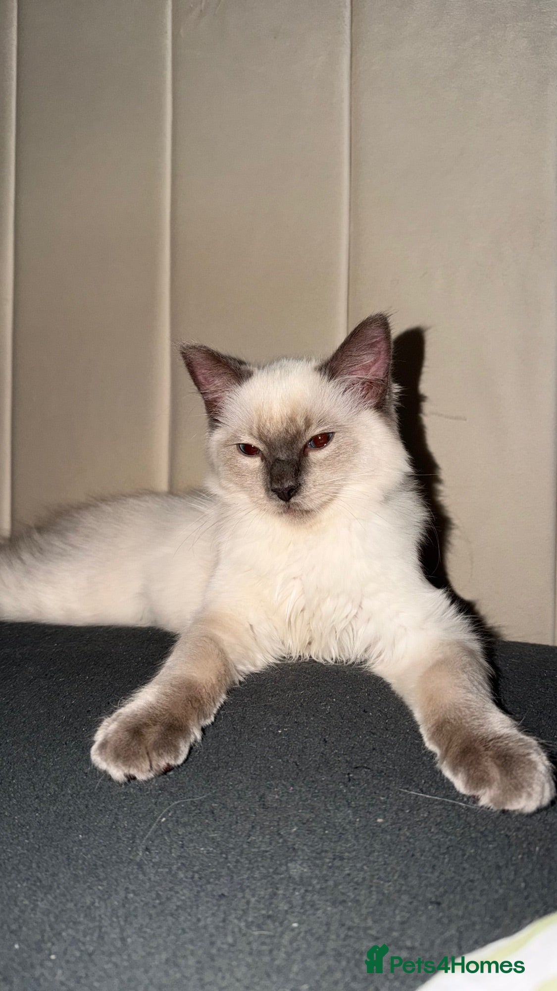 Ragdoll cats 🩵 Beautiful 13-Week-Old Blue Lynx Ragdoll Boy 🩵 - Advert 1