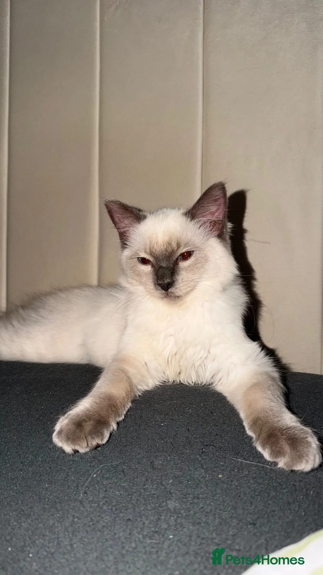 Ragdoll cats for sale: 🩵 Beautiful 13-Week-Old Blue Lynx Ragdoll Boy 🩵 - Advert 1