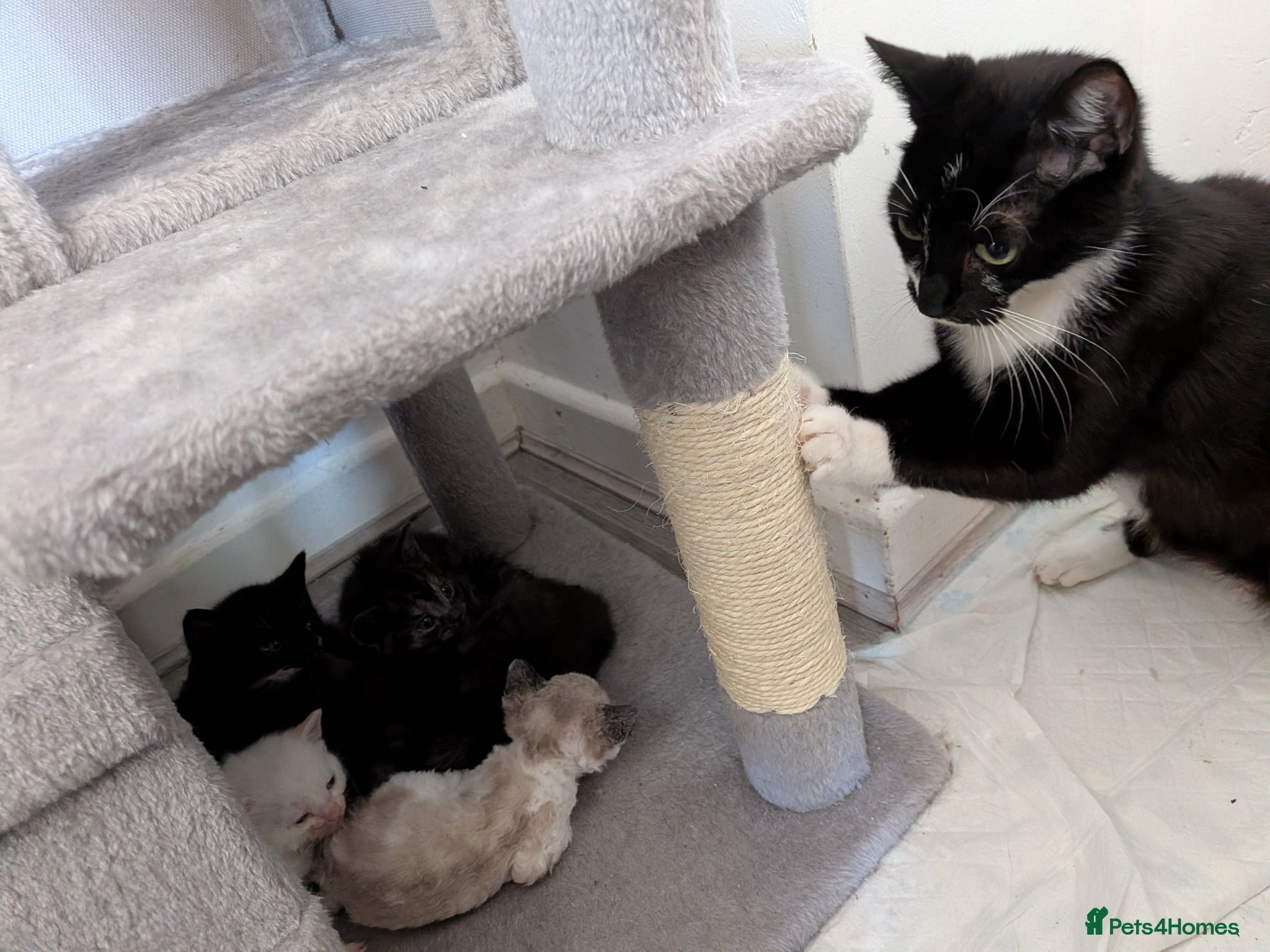 British Shorthair cats 4 kittens - Advert 15