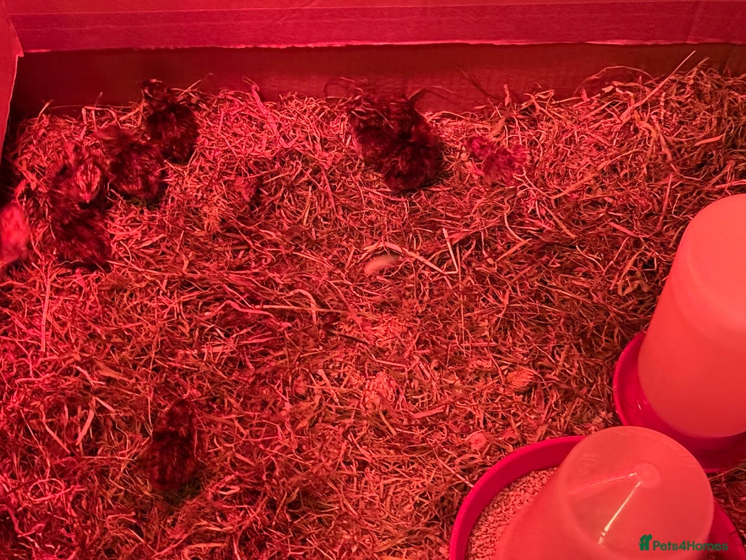 Quail poultry for sale: 3 MALE COTURNIX QUAIL, HATCHLINGS & EGGS FOR SALE - Advert 13