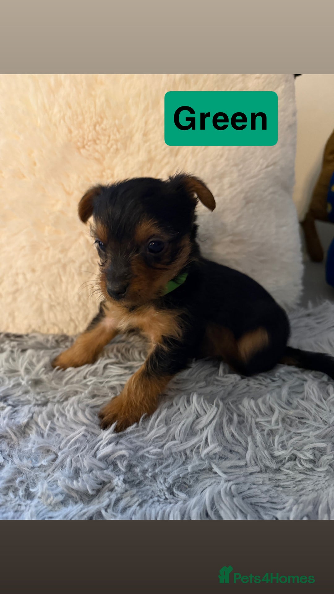 Yorkshire Terrier dogs for sale: Miniature Yorkshire terrier  - Advert 6