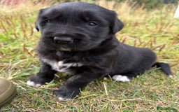 Mixed Breed dogs for sale: Bernese X Golden Retriever Puppies - Image 25