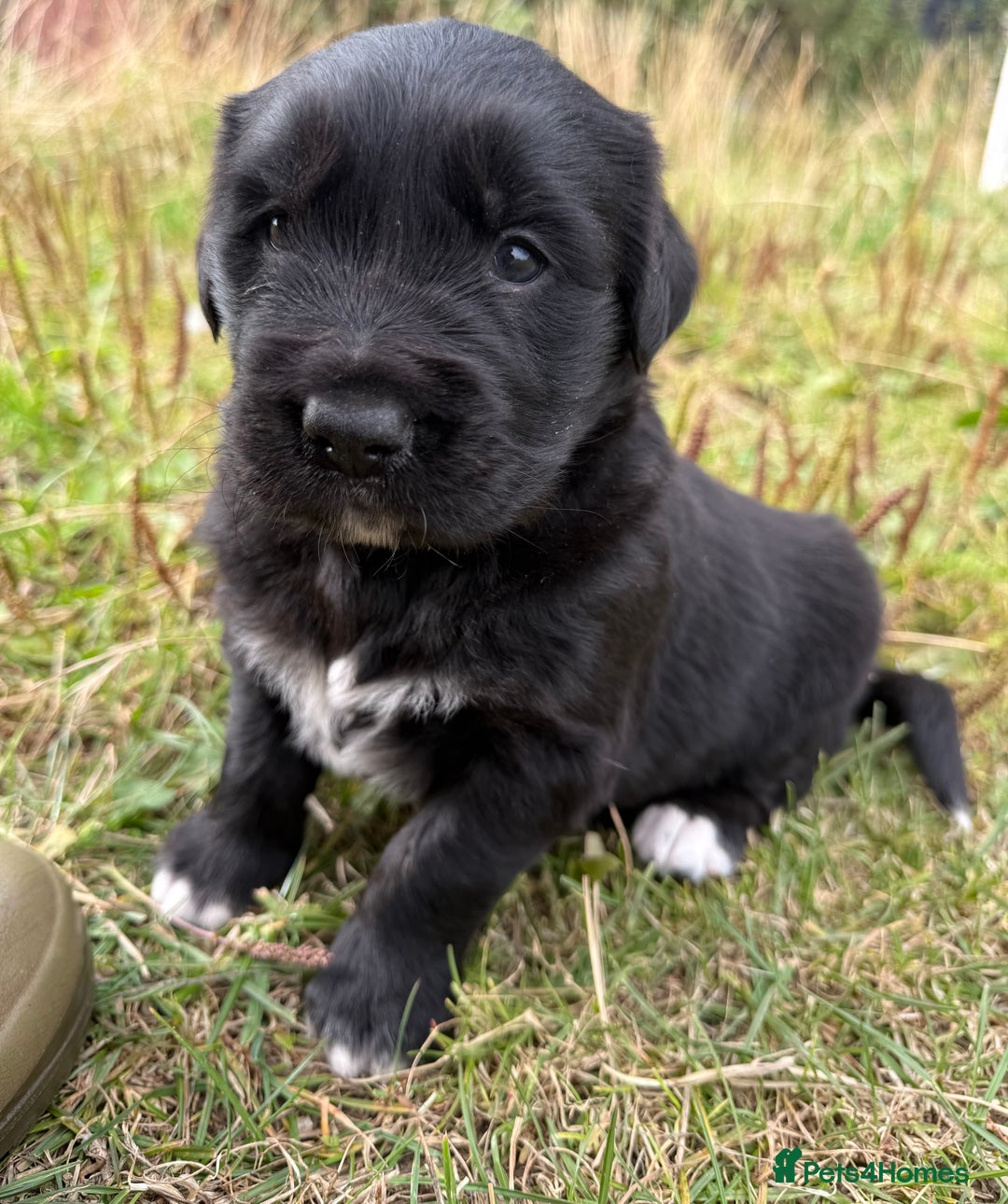 Mixed Breed dogs for sale: Bernese X Golden Retriever Puppies - Image 25