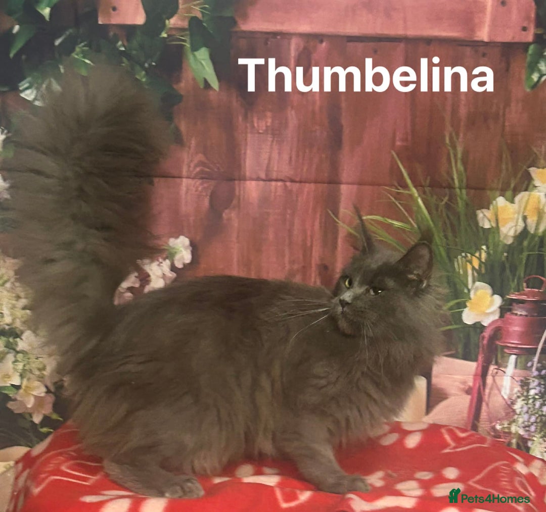 Maine Coon cats for sale: TICA Registered Maine Coon Kittens.  READY NOW  - Advert 7