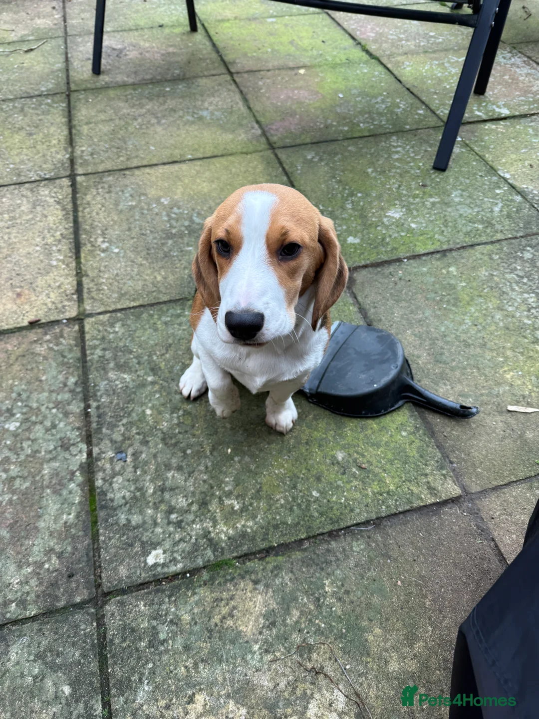 Beagle dogs for sale: Orio  - Advert 4