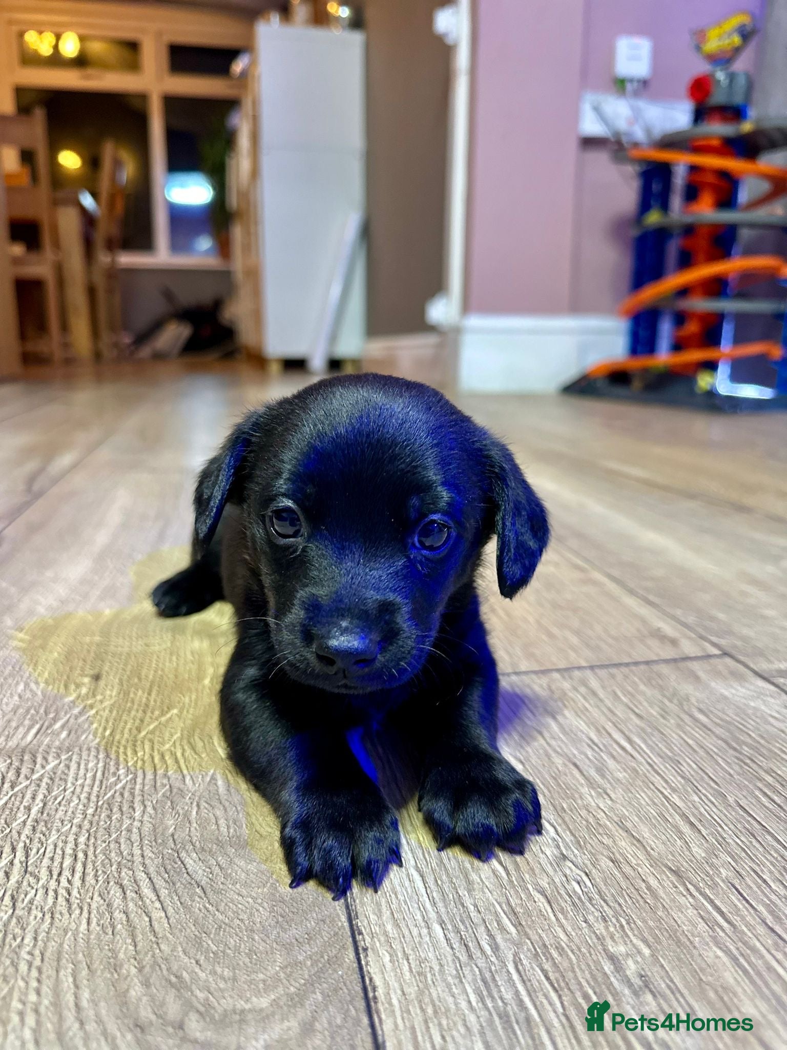 Mixed Breed dogs 🐾 ✨POMSKY X MINIATURE DACHSHUND PUPPIES ✨🐾 - Advert 2