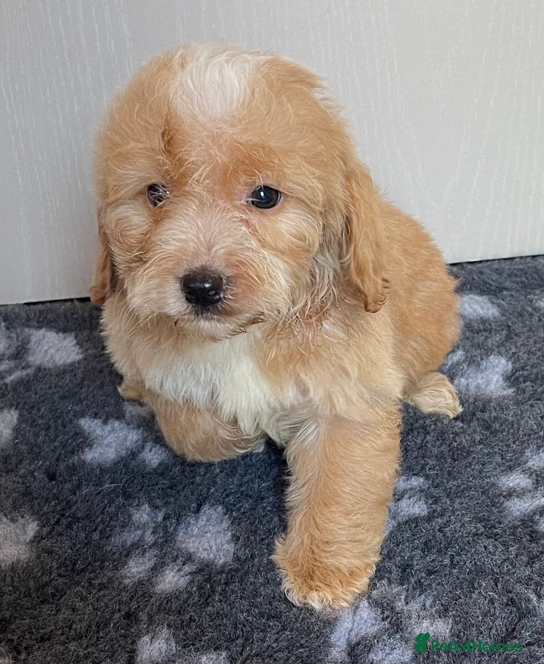 Cockapoo dogs for sale: Adorable cockapoo pups - Advert 8