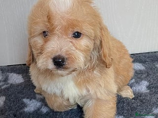 Cockapoo dogs Adorable cockapoo pups - Advert 15