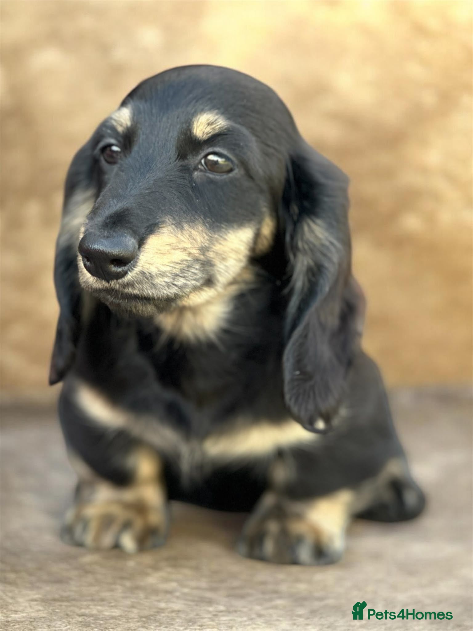 Miniature Dachshund dogs KC mini longhaired brindle dachshunds  - Advert 4