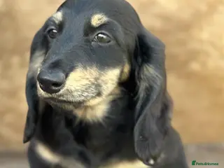 Miniature Dachshund dogs KC mini longhaired brindle dachshunds - Advert 4