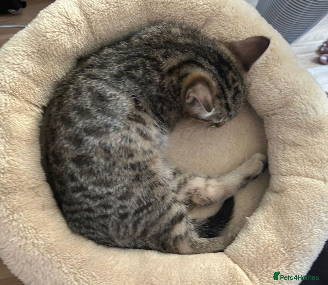 Mixed Breed cats for sale: Egyptian mau x Domestic short hair.  - Image 2