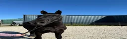 Irish Draught horses for sale: Beautiful Zahia - Advert 6