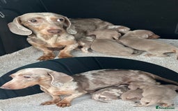 Miniature Dachshund dogs for sale: Rare colour miniature dachshund pups - Image 9