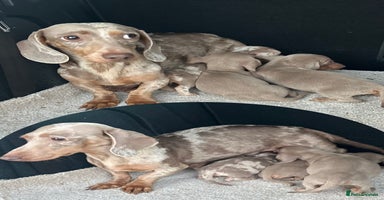 Miniature Dachshund dogs - Advert 13
