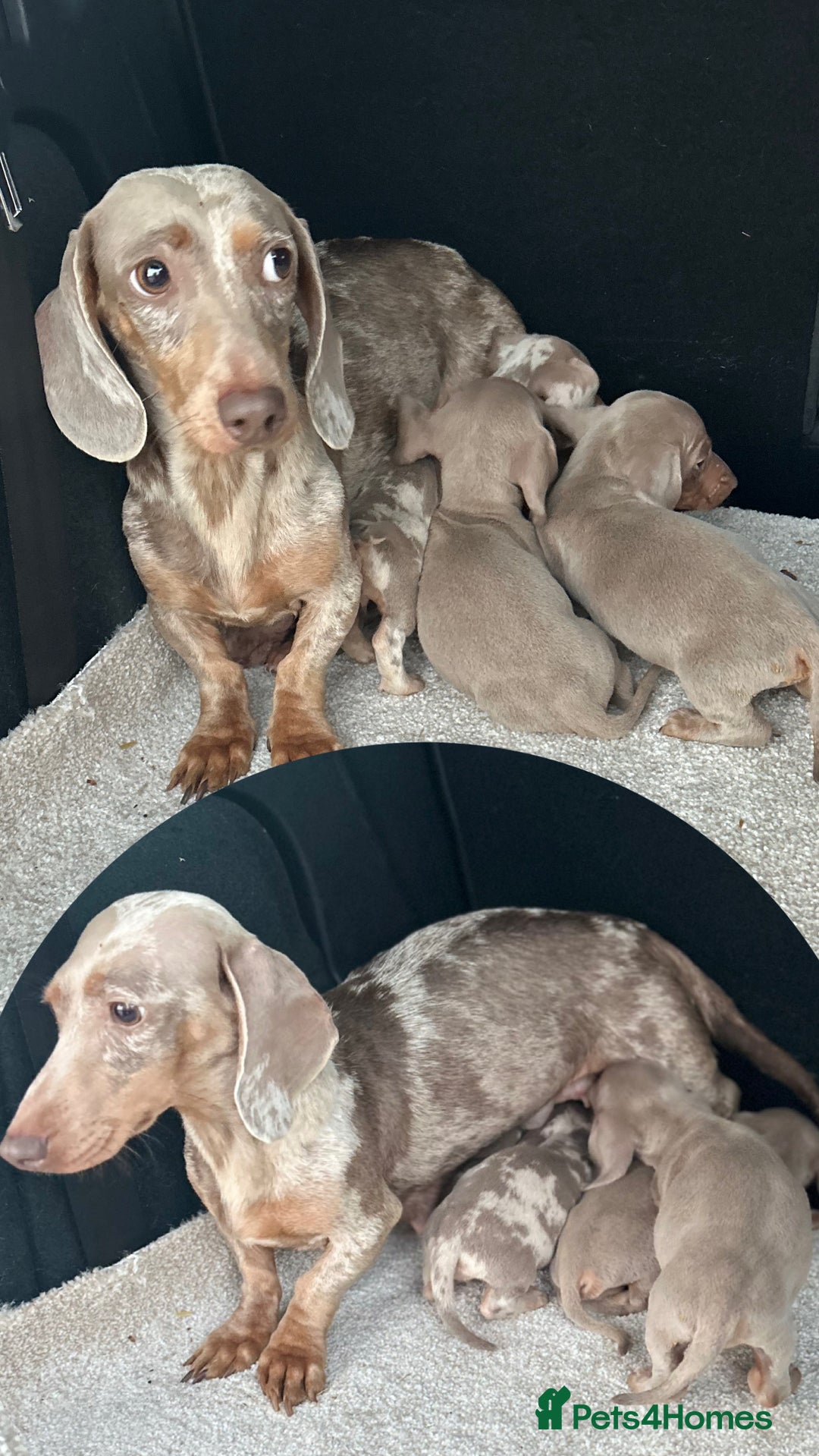 Miniature Dachshund dogs for sale: Rare colour miniature dachshund pups - Image 9