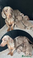 Miniature Dachshund dogs - Advert 13